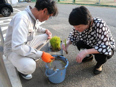苗植え01