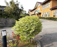 IMG_7075.jpg-4.28 ドウダンツツジ