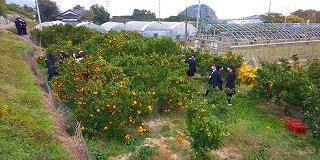 ミカン狩り2