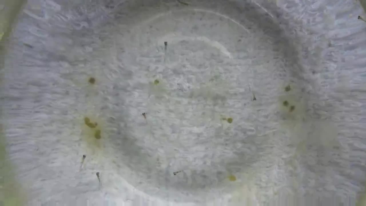 6f99c395c83097a214354c76961dea99