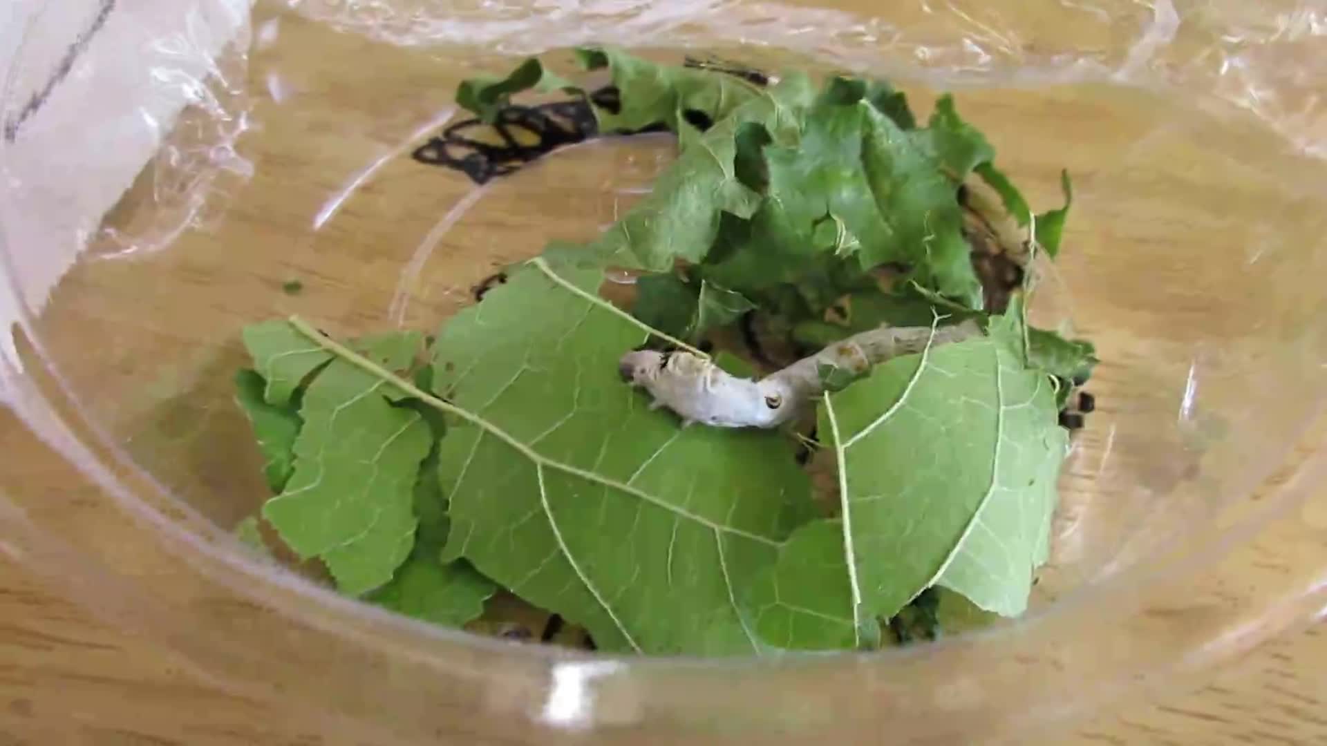 6e12091fd94016c7c310769c628bde0b