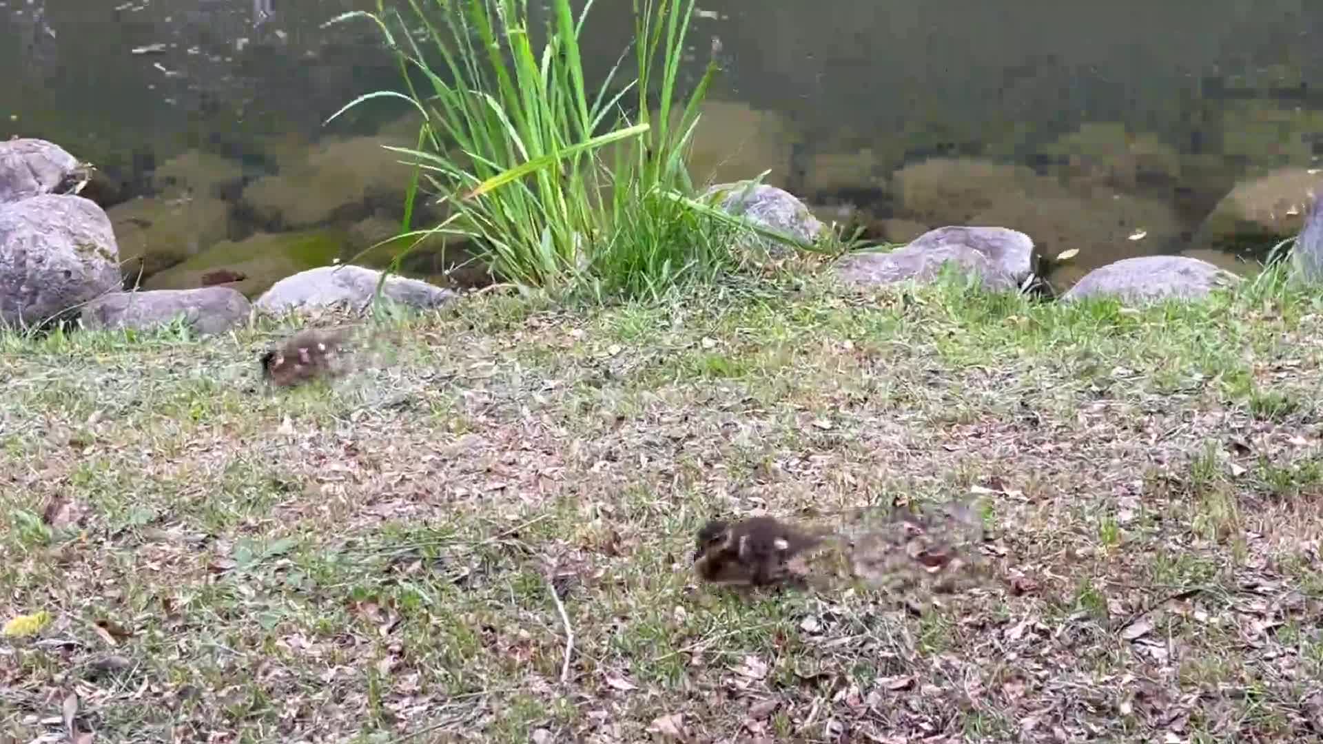 9d72d29f1bf882bbc2b2c5039bd4ae48