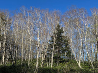 maisupo7