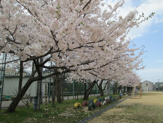 校庭の桜が満開