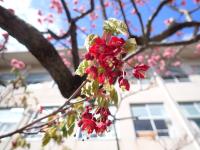 ハウチワカエデ