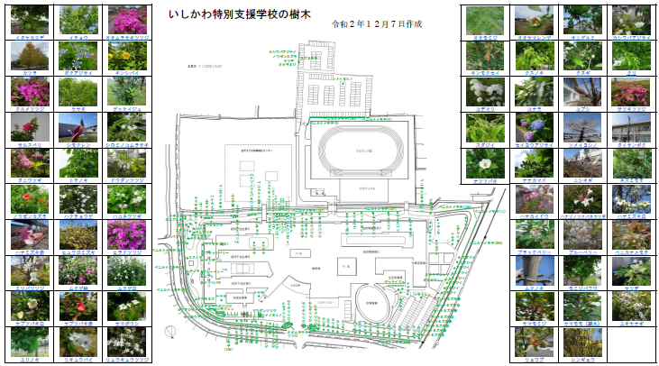 いしかわ特別支援学校の樹木
