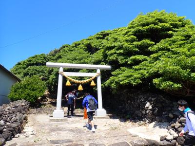 伊勢神宮とタブノキ