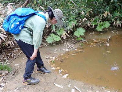 池塘にいるクロサンショウウオ幼生