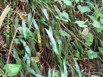 ヘラシダ群生地