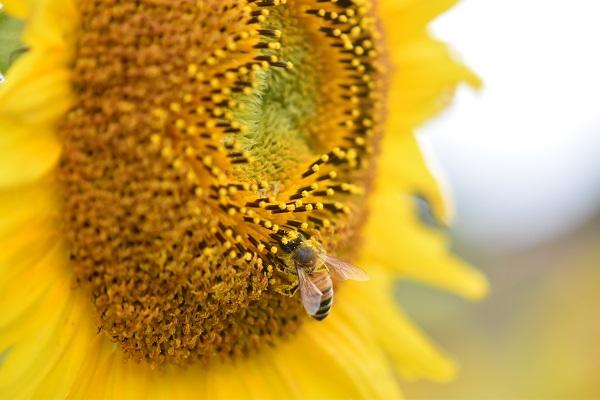 「蜜と恵」　１年デザイン科達田真央