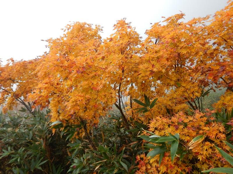 見事に色づく(1650m)