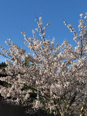 4.9_桜②