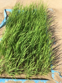 IMG_9978