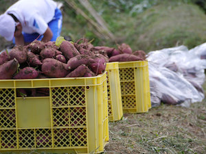 さつまいもほり