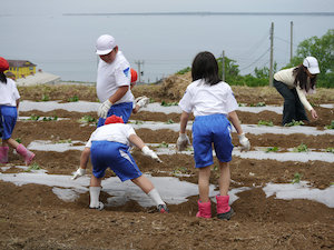 さつまいも植え