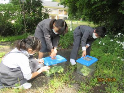 3年生が育てている青虫の青ちゃん達が、今朝５ひきチョウになりました。