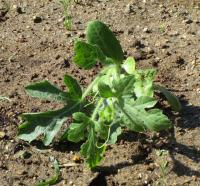 なんの　やさいかな？①