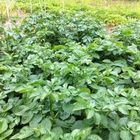 何の野菜かな？③