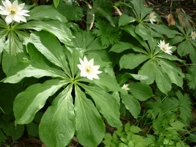 P1020706