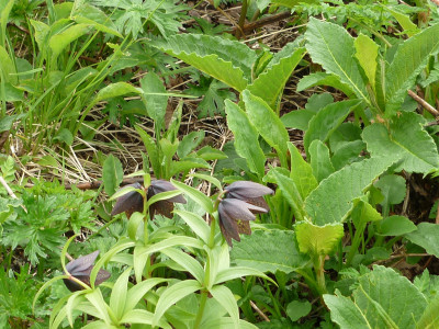 P1020725