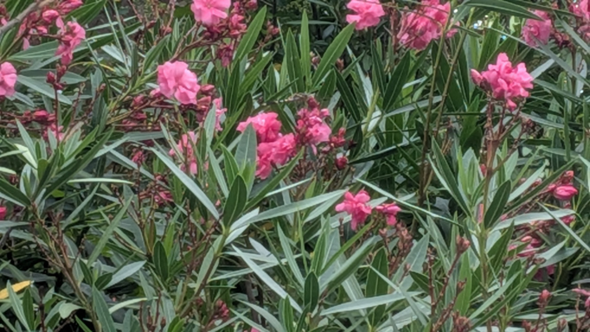 PXL_20260715_070024625