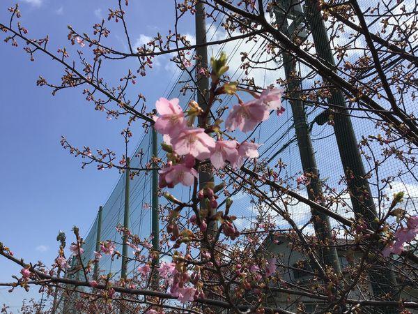 河津桜