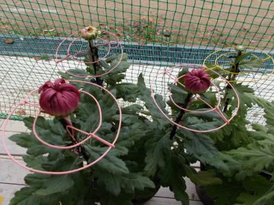 大きくふくらんだつぼみ。花を支える輪台、取り付け完了！