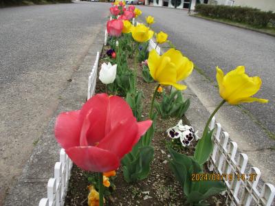 暖かくなってチューリップが開いていました。