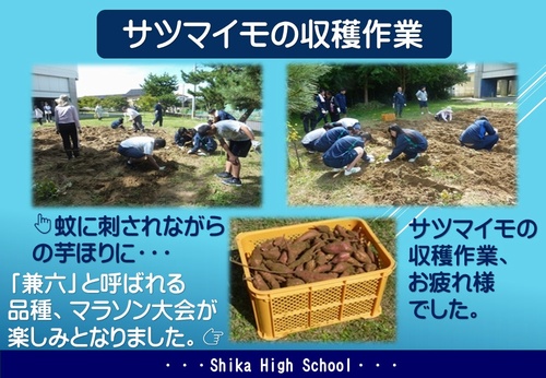 サツマイモの収穫作業