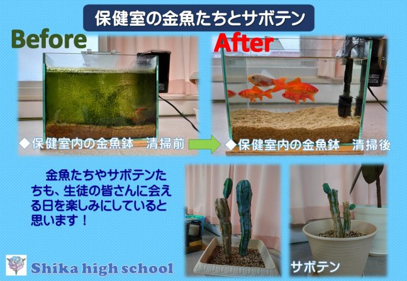 保健室の金魚たちとサボテン