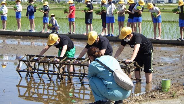 ころがしで田んぼに植えるための線をつけました。