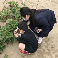 イチゴはどこかな