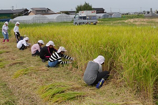 稲刈り