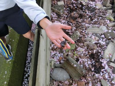 こんなところにミミズがいました