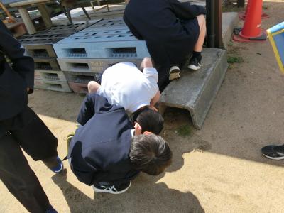 かくれている生き物はいないか探しています