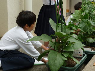 野菜を育てました