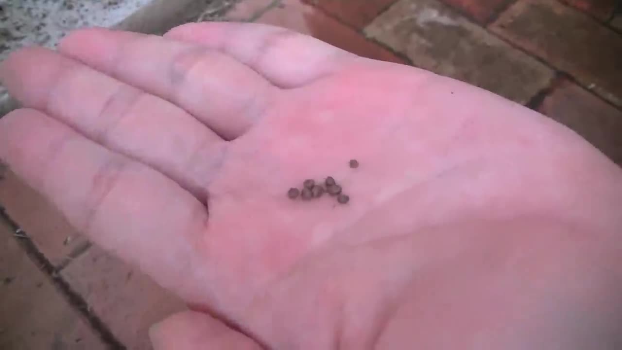 7ebacb50ee7c9f21a869e2e7d03ab80d