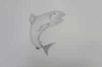 1年　寺西煌己　「魚」