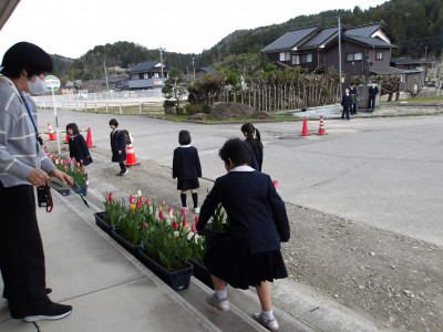 チューリップ移動１