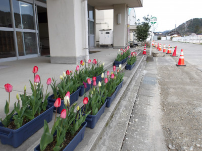 チューリップ移動３