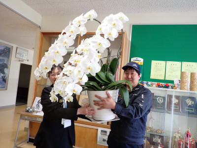 0430キョーワ胡蝶蘭
