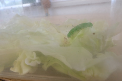 0514青虫34年