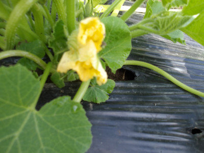 かぼちゃの花
