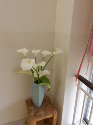 カラーの花