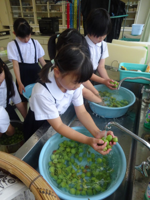 梅の実洗い