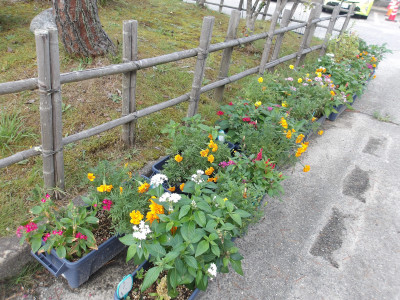 プランターの花