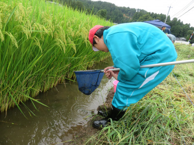 生き物探し金屋