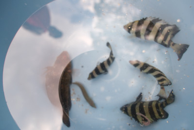 釣果